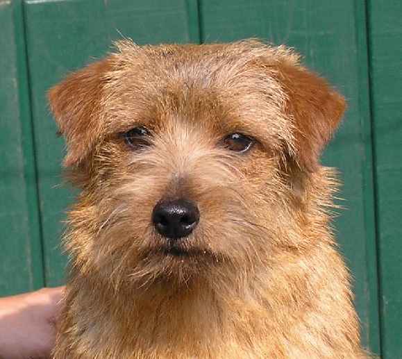 Norfolk Terrier: Brickin Country Pursuit