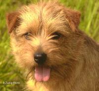 Norfolk Terrier: Brunclik Sany Danja