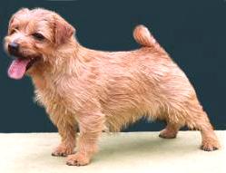 Norfolk Terrier: Catastrofe's Coffeewithcream