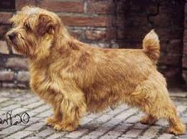 Norfolk Terrier: Catastrofe's Double Trouble