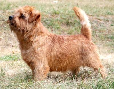 Norfolk Terrier: Catastrofe's Summer Wind