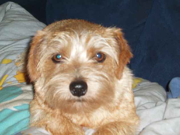 Norfolk Terrier: Catastrofe's Sunray