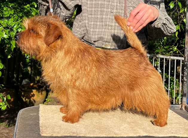 Norfolk Terrier: Catastrofe's Lemon Cake