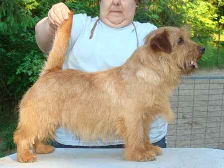 Norfolk Terrier: Catastrofe's Son of the Gun