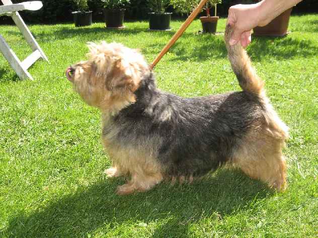 Norfolk Terrier: Chagy of Vanes od Spešovské skály
