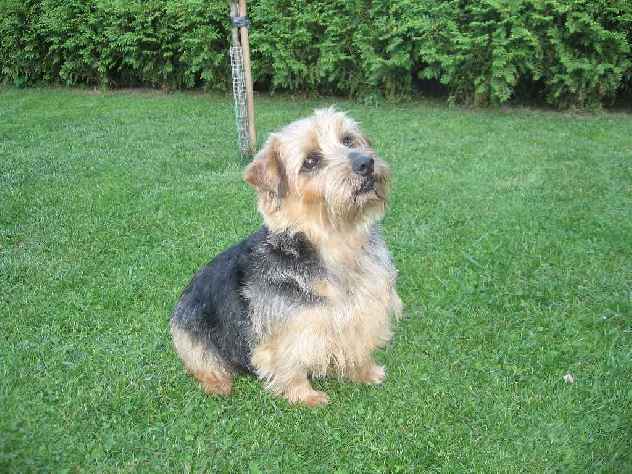 Norfolk Terrier: Chagy of Vanes od Spešovské skály