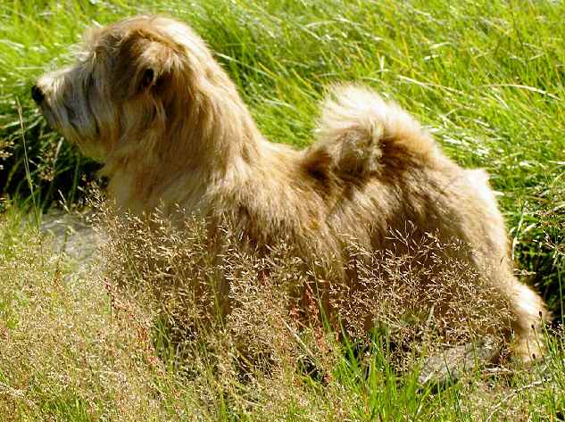 Norfolk Terrier: Charmonty Choco Cracker