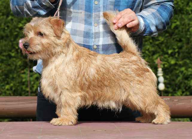 Norfolk Terrier: Charmonty Back in Red