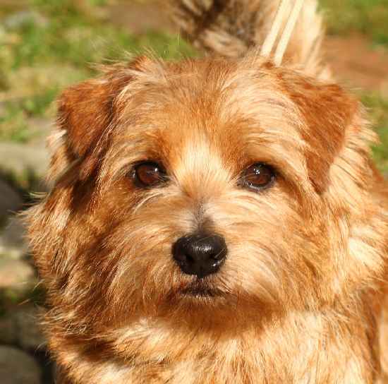 Norfolk Terrier: Charmonty Cherry Cake