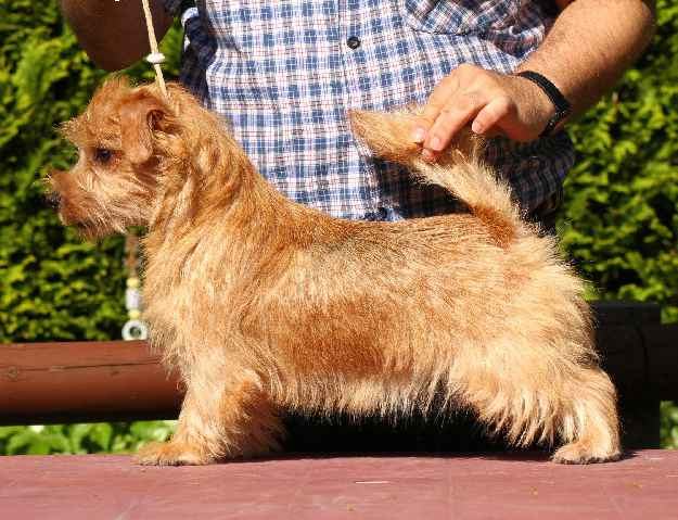 Norfolk Terrier: Charmonty Cherry Pie