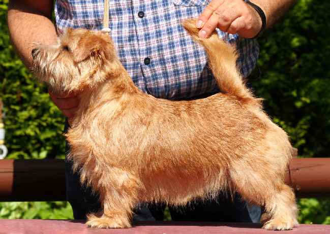 Norfolk Terrier: Charmonty Cherry Red