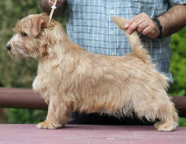 Norfolk Terrier: Charmonty Cherry Tree