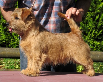 Norfolk Terrier: Charmonty Colorado