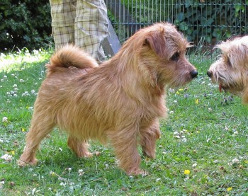 Norfolk Terrier: Charmonty Colorado