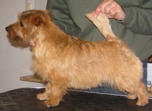 Norfolk Terrier: Charmonty Crispy Cracker