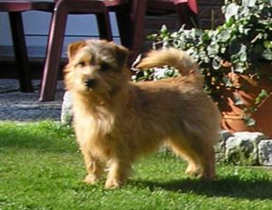 Norfolk Terrier: Charmonty Crispy Cracker