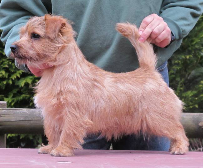 Norfolk Terrier: Charmonty Dream of Chocolate