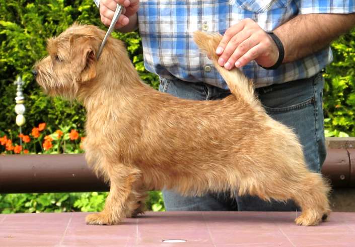 Norfolk Terrier: Charmonty Go For Joy