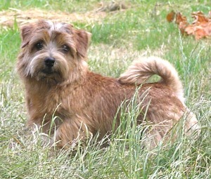 Norfolk Terrier: Charmonty Leonita