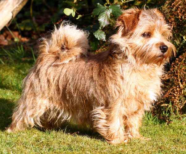 Norfolk Terrier: Charmonty Magic Sunshine
