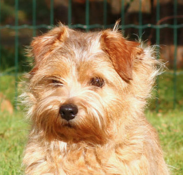 Norfolk Terrier: Charmonty Magic Sunshine