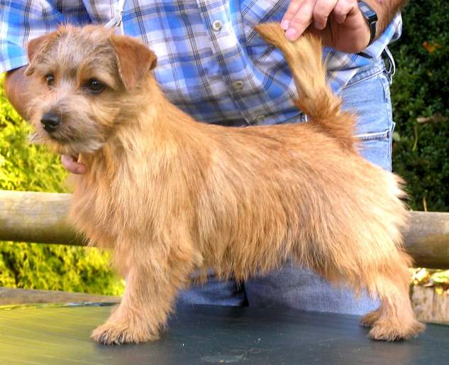 Norfolk Terrier: Charmonty Piccoletta