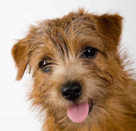 Norfolk Terrier: Charmonty Piccolina