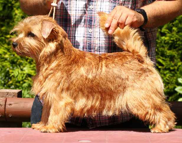 Norfolk Terrier: Charmonty Wild Orchid