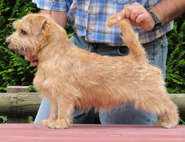 Norfolk Terrier: Charmonty W. Orchid