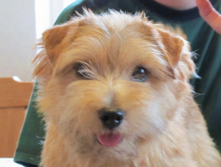 Norfolk Terrier: Charmonty W. Orchid