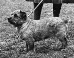 Norfolk Terrier: Colonsay Banston Belinda