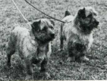 Norfolk Terrier: Colonsay Banston Belinda