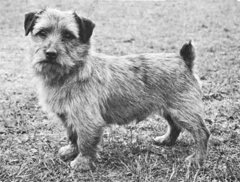 Norfolk Terrier: Colonsay Orderly Dog