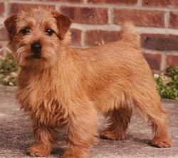 Norfolk Terrier: Cracknor Candidate