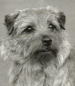 Norfolk Terrier: Cracknor Candidate