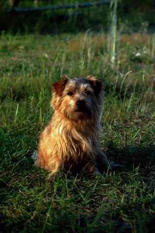 Norfolk Terrier: CZARNY CZAR from Fra-Joo's Home