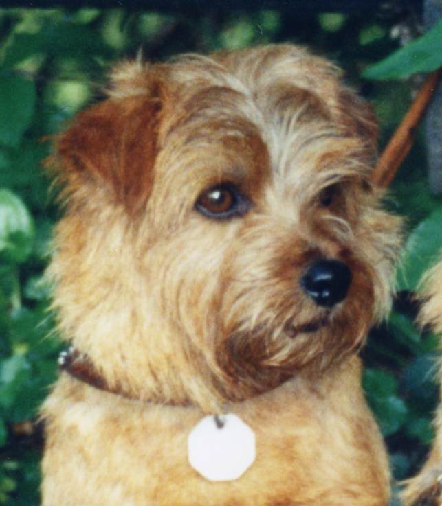 Norfolk Terrier: Dixy Sunshine Of Brigadoon