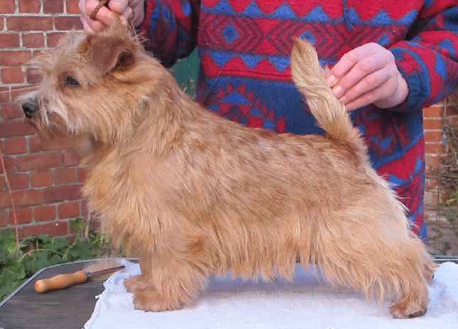 Norfolk Terrier: Dondersteen Honey Bonnie