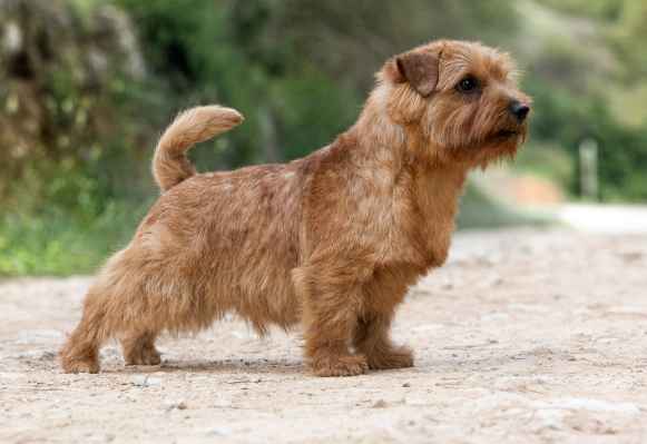 Norfolk Terrier: Dondersteen Windwalker