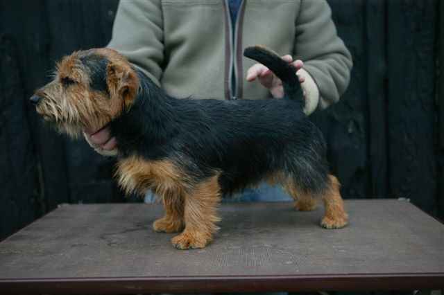 Norfolk Terrier: DROZD Zamlicze