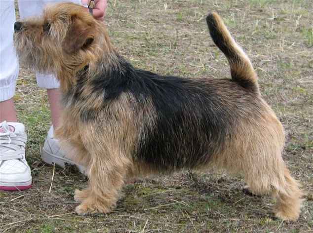 Norfolk Terrier: Easy Black Gold For Redriff