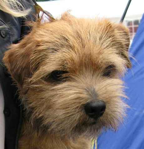 Norfolk Terrier: Easy Black Gold For Redriff