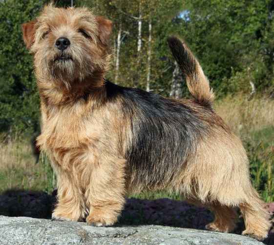 Norfolk Terrier: Easy Black Gold For Redriff