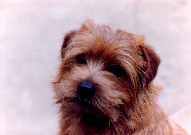 Norfolk Terrier: Easy Never Say Never Again