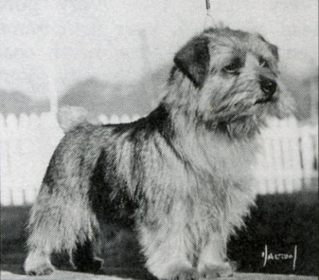 Norfolk Terrier: Elve Cloudyhead