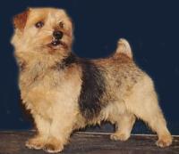 Norfolk Terrier: Elve Valkaria