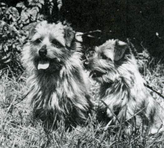 Norfolk Terrier: Ferdinand the warrior of Titanium