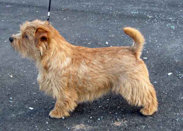 Norfolk Terrier: Gerfelli's Elegant Envoyé In Russet