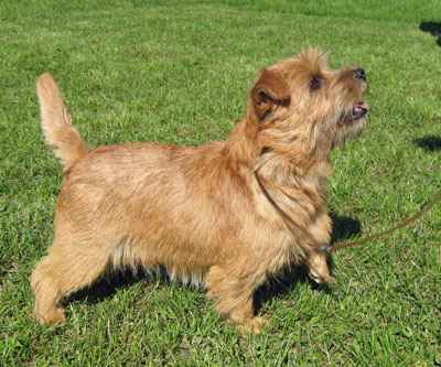 Norfolk Terrier: Gerfelli's Future Flame