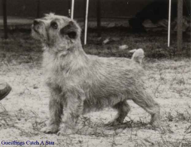 Norfolk Terrier: Guestlings Catch A Star